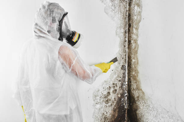 Professional Mold Removal in Parker, TX