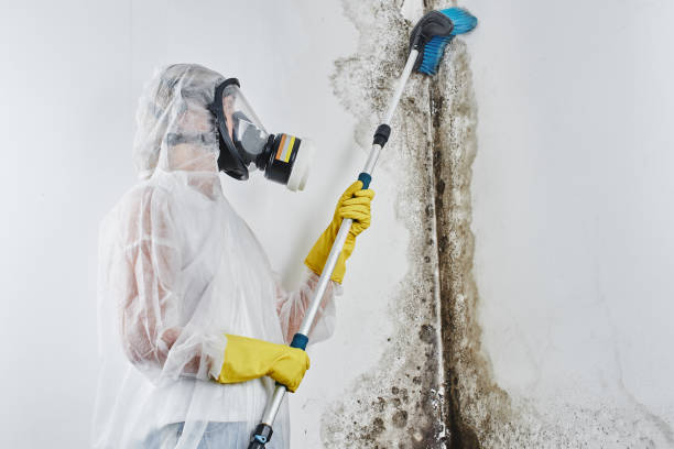 Best Toxic Mold Removal  in Parker, TX