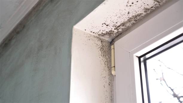 Mold Testing and Removal in Parker, TX