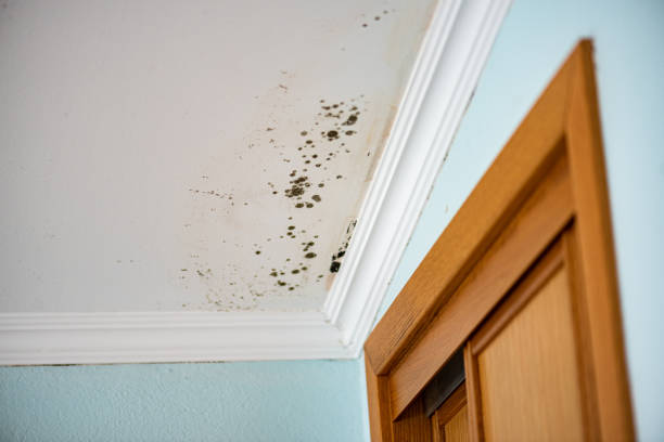 Best Same-Day Mold Removal  in Parker, TX