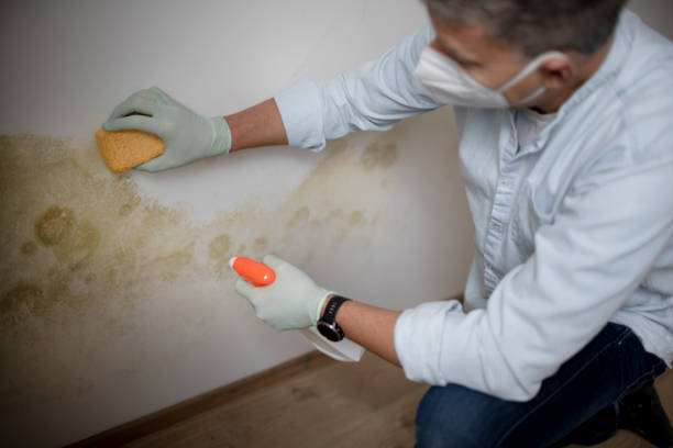 Best Best Mold Removal Companies  in Parker, TX