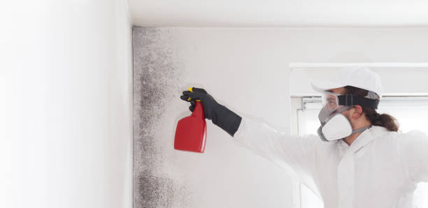 Best Black Mold Removal  in Parker, TX