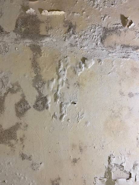 Mold Removal and Inspection in Parker, TX