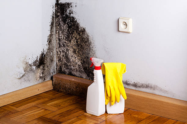 Attic Mold Removal in Parker, TX