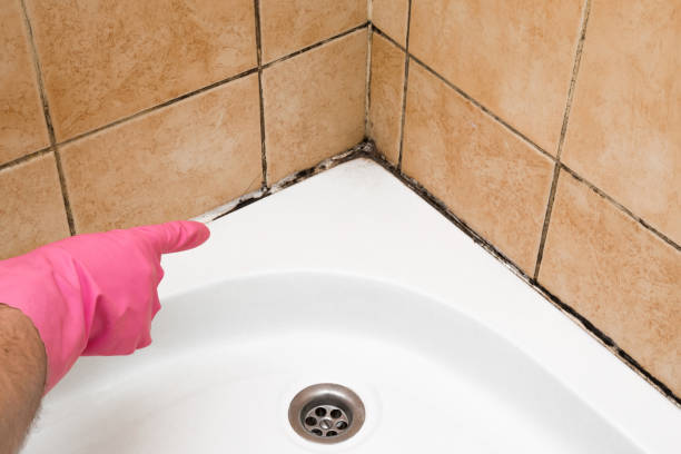 Best Best Mold Removal Companies  in Parker, TX